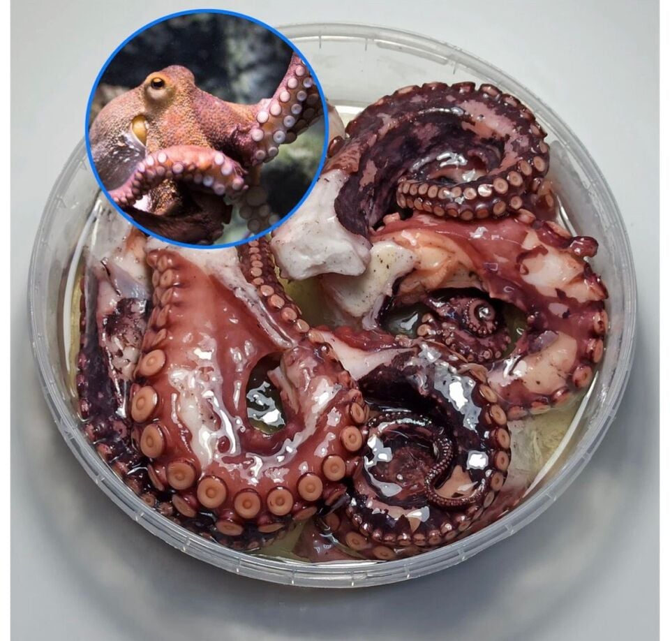 Ahtapot Kol Izgaralık